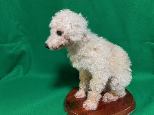 ペット 犬のご依頼いただきました剥製の写真です ペット剥製専門店 東京ハクセイ ペット 犬のご依頼いただきました剥製の写真です ペット剥製専門店 東京ハクセイ