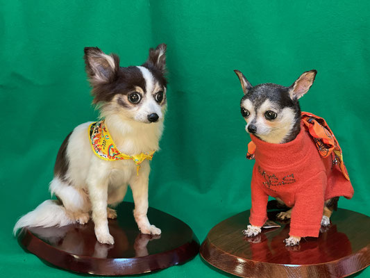 ペット 犬のご依頼いただきました剥製の写真です ペット剥製専門店 東京ハクセイ ペット 犬のご依頼いただきました剥製の写真です ペット剥製専門店 東京ハクセイ