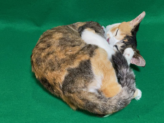 ペット 猫のご依頼いただきました剥製の写真です ペット剥製専門店 東京ハクセイ