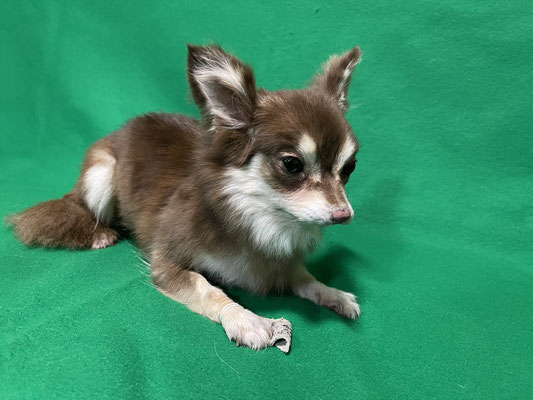ペット 犬のご依頼いただきました剥製の写真です ペット剥製専門店 東京ハクセイ