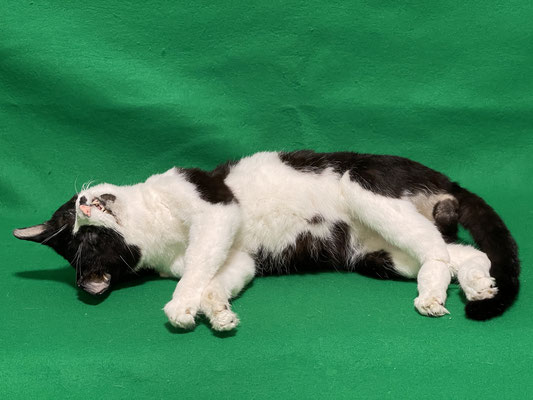 ペット 猫のご依頼いただきました剥製の写真です ペット剥製専門店 東京ハクセイ