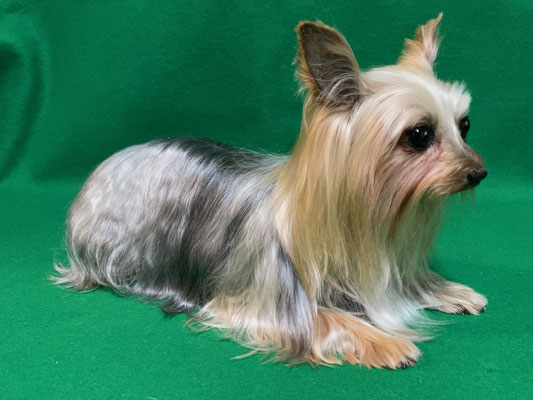 ペット 犬のご依頼いただきました剥製の写真です ペット剥製専門店 東京ハクセイ ペット 犬のご依頼いただきました剥製の写真です ペット剥製専門店 東京ハクセイ