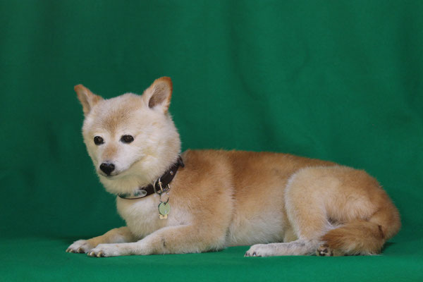 ペット 犬のご依頼いただきました剥製の写真です ペット剥製専門店 東京ハクセイ ペット 犬のご依頼いただきました剥製の写真です ペット剥製専門店 東京ハクセイ