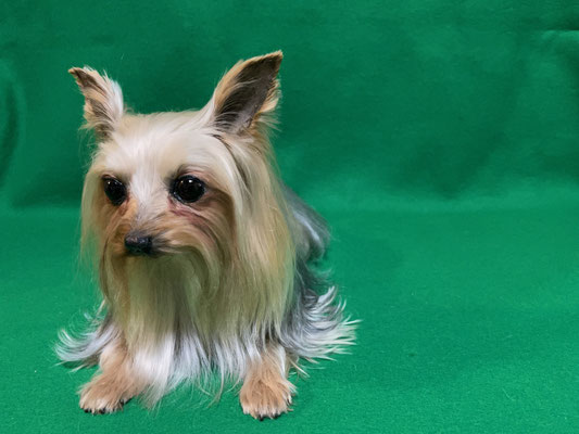 ペット 犬のご依頼いただきました剥製の写真です ペット剥製専門店 東京ハクセイ ペット 犬のご依頼いただきました剥製の写真です ペット剥製専門店 東京ハクセイ