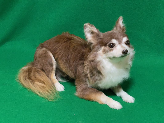 ペット 犬のご依頼いただきました剥製の写真です ペット剥製専門店 東京ハクセイ ペット 犬のご依頼いただきました剥製の写真です ペット剥製専門店 東京ハクセイ