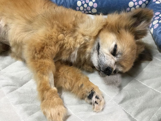 ペット 犬のご依頼いただきました剥製の写真です ペット剥製専門店 東京ハクセイ ペット 犬のご依頼いただきました剥製の写真です ペット剥製専門店 東京ハクセイ