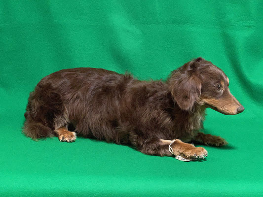 ペット 犬のご依頼いただきました剥製の写真です ペット剥製専門店 東京ハクセイ ペット 犬のご依頼いただきました剥製の写真です ペット剥製専門店 東京ハクセイ