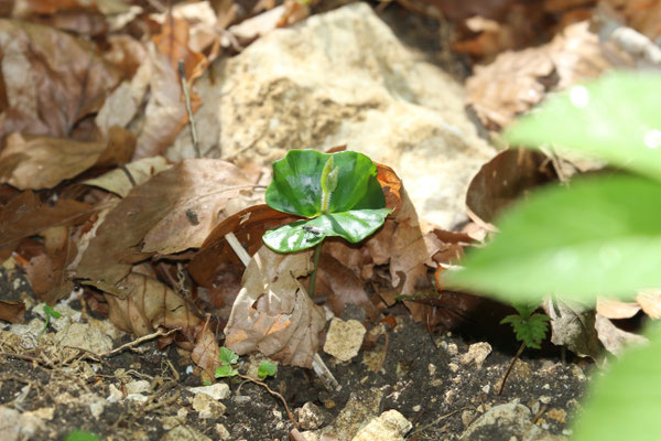 Rotbuchenkeimling (Fagus sylvatica) /Foto: E. Maier-Drös