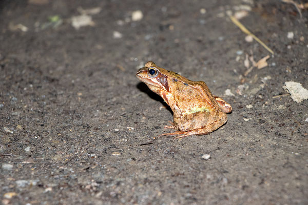 Grasfrosch auf dem Rückweg