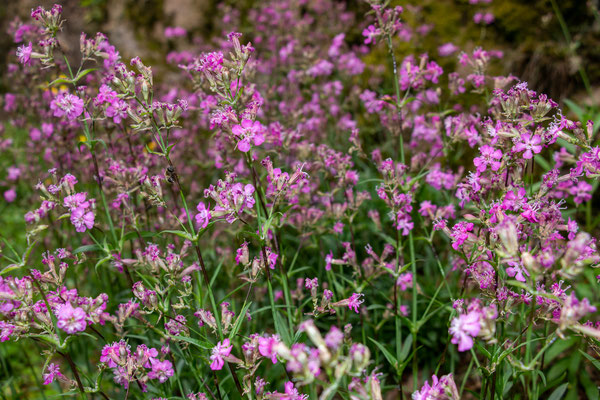 Pechnelke (Silene viscaria) (Foto: H. Budig)