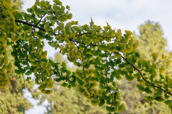 Männlicher Ginkgo (Foto: B. Budig)
