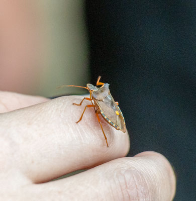 Rotbeinige Baumwanze/ Pentatoma rufipes (Foto: B. Budig)