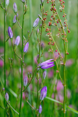 Rapunzel-Glockenblume/Campanula rapunculus (Foto: H. Budig)