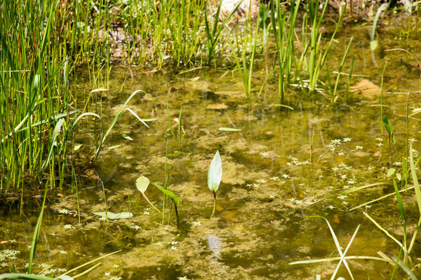 Gewöhnlicher Froschlöffel (Alisma plantago, aquatica) /Foto: B. Budig