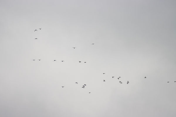 Fliegende Enten (Foto: B. Budig)