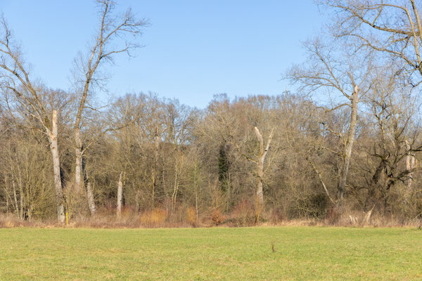 Blick auf den zugewuchterten "Biberwinkel" an der Elsenz (Foto: B. Budig)