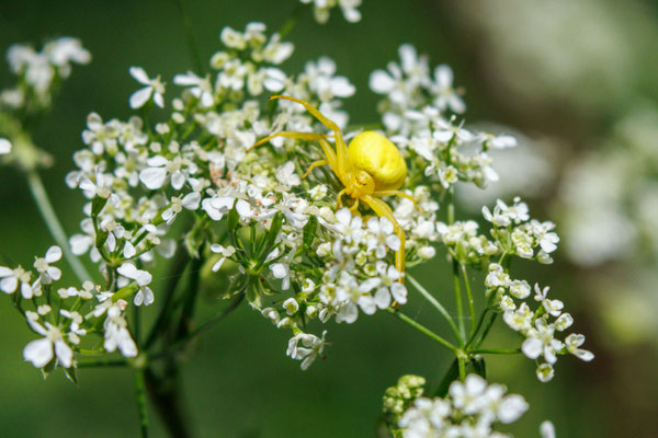 Krabbenspinne (Foto: H. Budig)