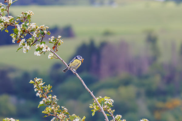 Blaumeise/Cyanistes caeruleus mit Raupe im Schnabel(Foto: H. Budig)