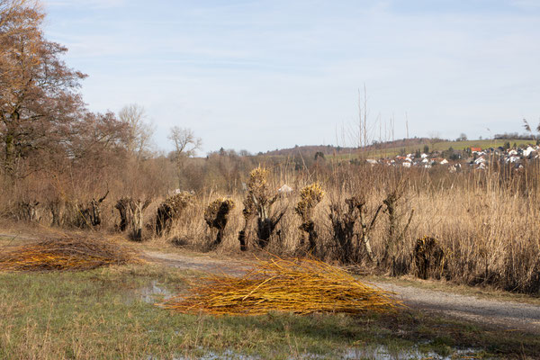 Endergebnis des Rückschnitts (Foto: B. Budig)