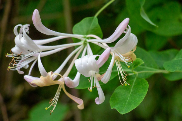 Jelängerjelieber (Lonicera caprifolium) (Foto: H. Budig)