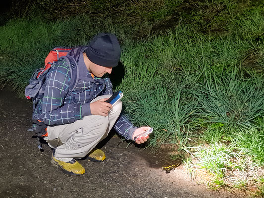 Marwin entdeckt und fotografiert einen Feuersalamander auf den Waldweg (Foto: B. Budig)