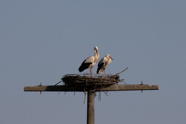 Storchenpaar im Nest am 31.03.21 (Foto: B. Budig)