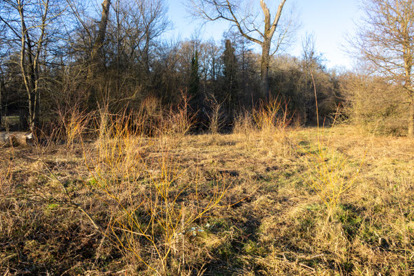 Freigeschnittene Wieden im hinteren Bereich (Foto: B. Budig)