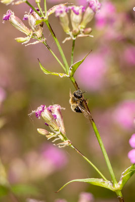 Pechnelke (Silene viscaria) mit klebender Biene (Foto: B. Budig)