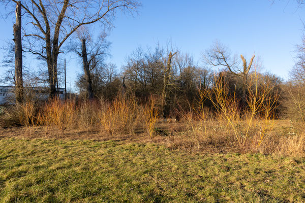 Freigeschnittene Weiden im vorderen Bereich (Foto: B. Budig)