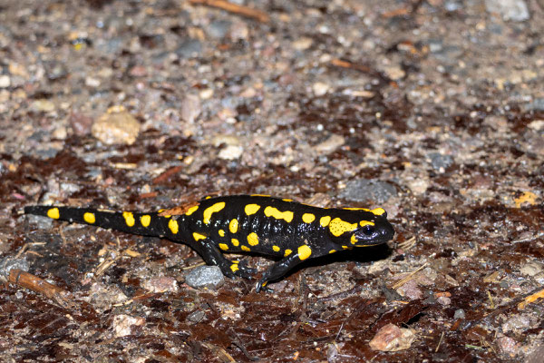 Feuersalamander (Foto: B. Budig)