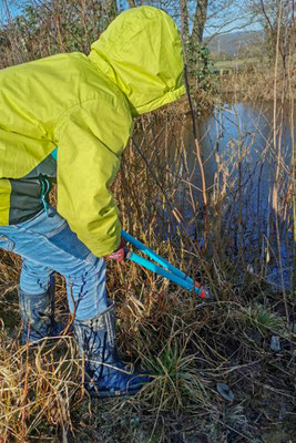 Mit der Astschere geht es den dünnen Weiden an den Kragen (Foto: C. Braun)