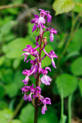 Manns-Knabenkraut/Orchis mascula (Foto: H. Budig)