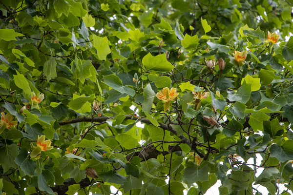 Tulpenbaum (Liriodendron tulipifera) (Foto: B. Budig)