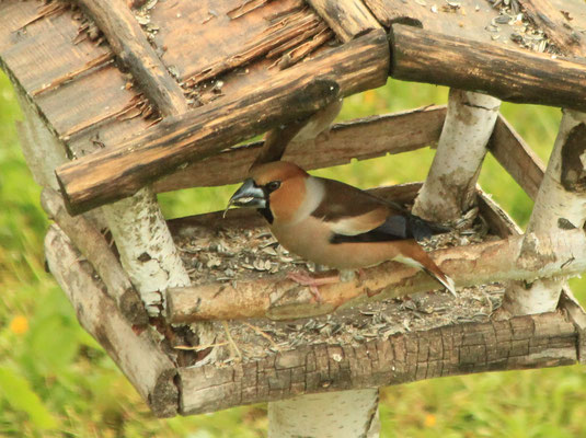 männlicher Kernbeißer im Futterhaus (Foto: M. Budig)