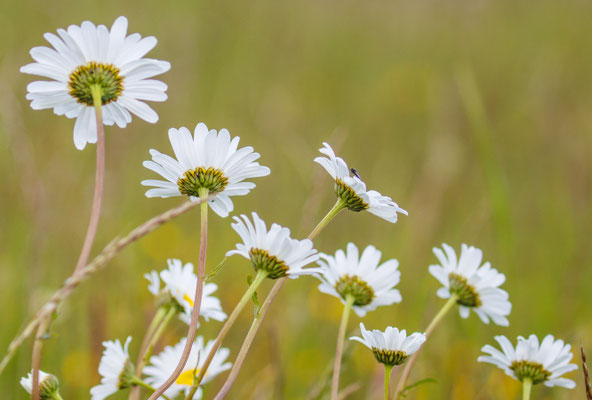 Wiesen-Margerite/Leucanthemum vulgare (Foto: B. Budig)