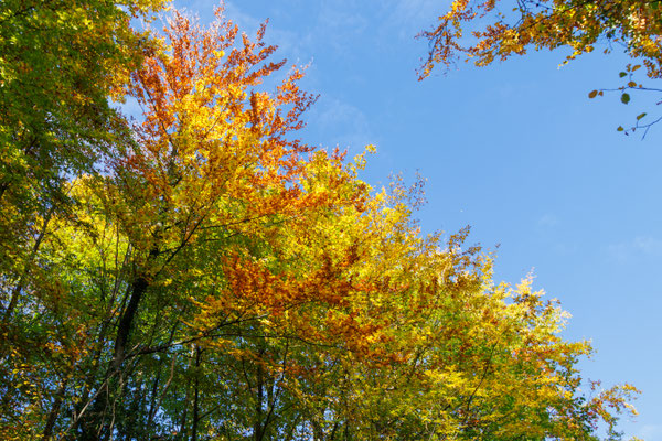 Farbenfrohes Herbstlaub (Foto: B. Budig)