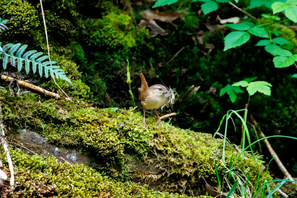 Zaunkönig/Troglodytes troglodytes (Foto: B. Budig)