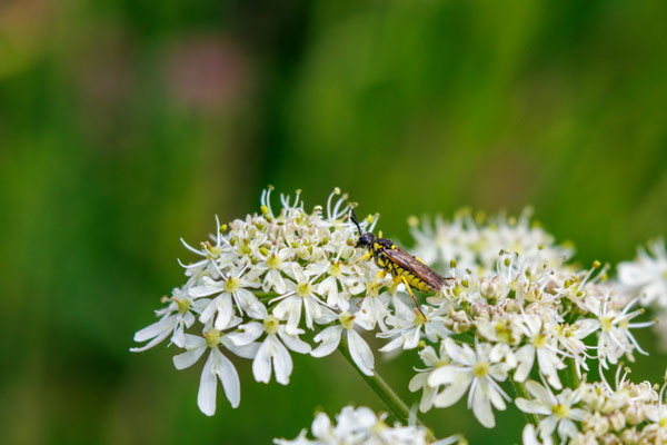 Blattwespe (Foto: H. Budig)