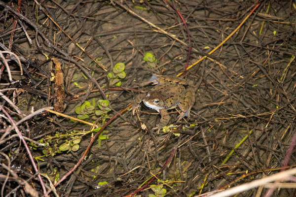 Grasfrosch im Forstwaldteich (Foto: B. Budig)