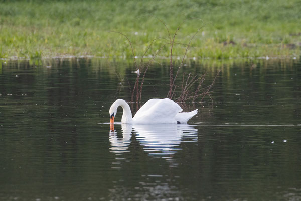 Höckerschwan/Cygnus olor (Foto: B. Budig)