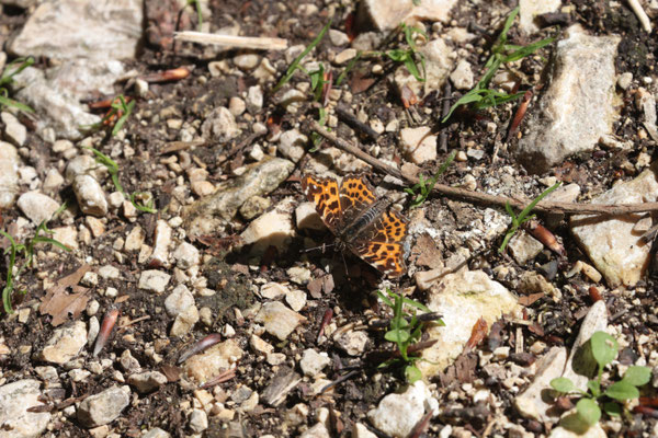 Landkärtchen (Araschnia levana var. levana) /Foto: E. Maier-Drös