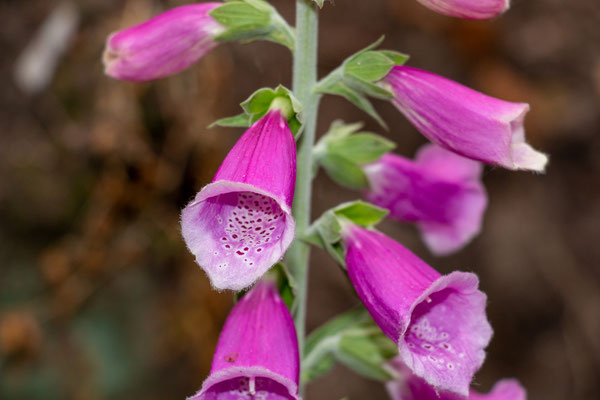 Fingerhut (Digitalis purpurea) (Foto: H. Budig)