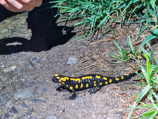 Der Feuersalamander tritt aus dem Wald (Foto: B. Budig)