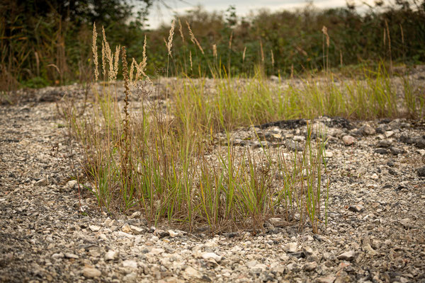 Terrain der Ödlandschrecken (Foto: Svenja Spannagel)