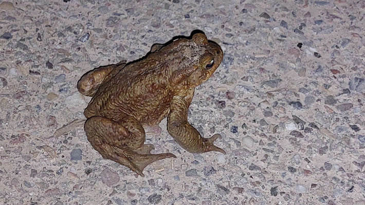 Ein Bergmolch im Bereich Erlenstraße (Foto: R. Disselnkötter)