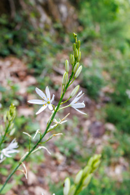 Astlose Graslilie/Anthericum liliago (Foto: H. Budig)