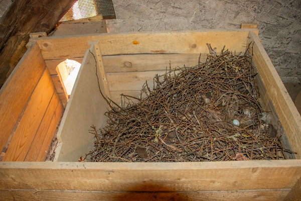 Dohlennest in einem Nistkasten in der katholischen Kirche in Mauer (Foto: H. Budig)