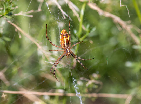 Wespenspinne/Argiope bruennichi (Foto: B. Budig)