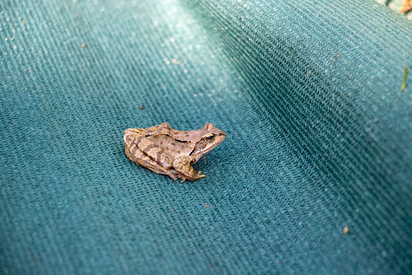 Ein Grasfrosch war dabei (Foto: B. Budig)