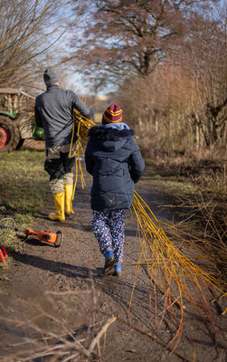 Sammeln der Weidenruten (Foto: Svenja Spannagel)